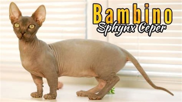 Bambino Sphynx Cat: The Unique Feline Companion