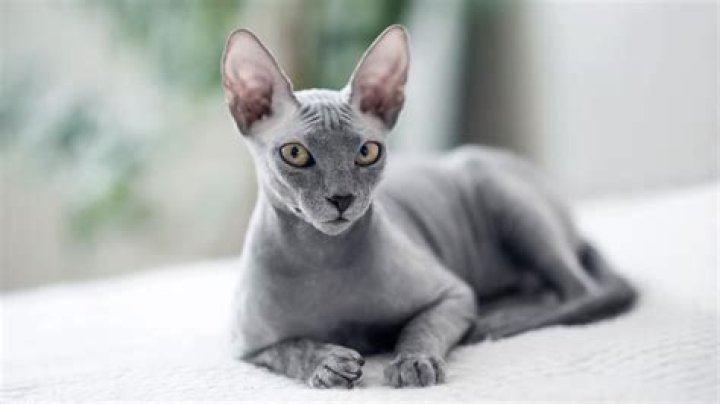 Canadian Sphynx Bambino: The Unique Hairless Cat Breed
