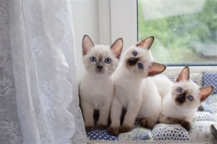 Discover the Enchanting World of Arriba Markitos Toys!