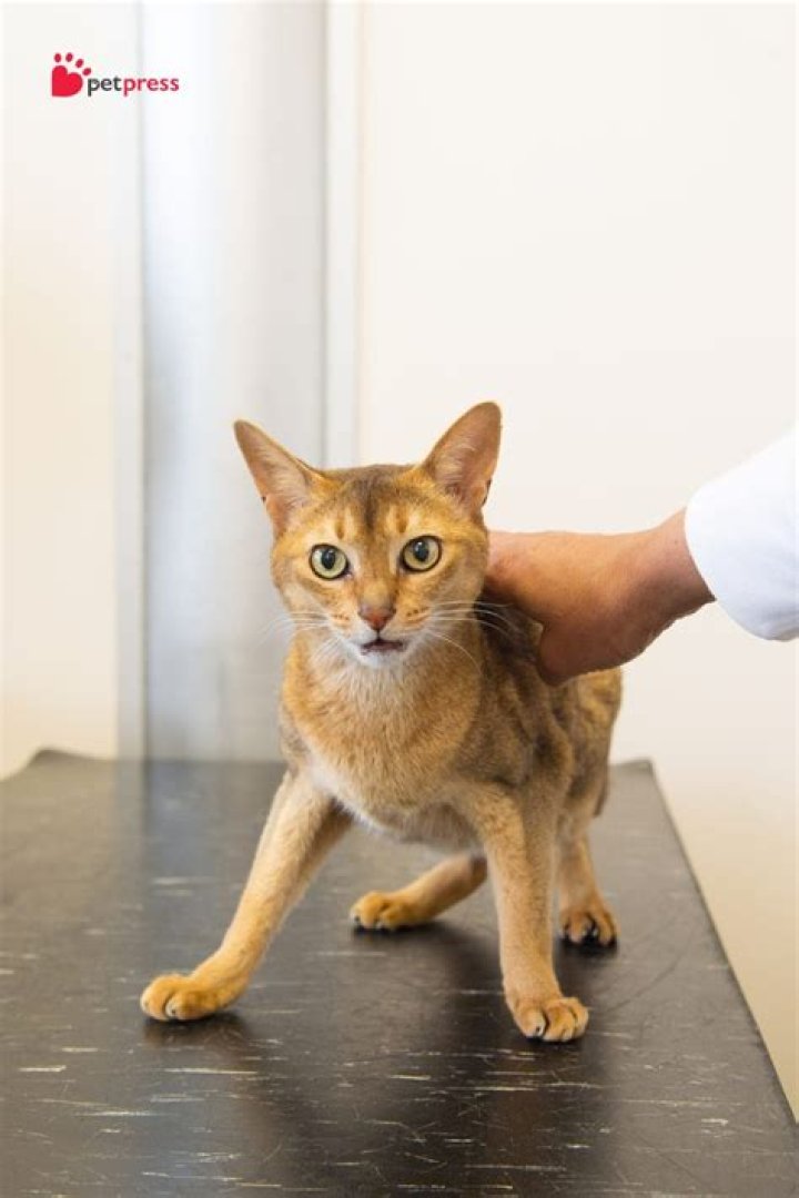 Do Ginger Cats Have More Health Problems? Unveiling the Truth