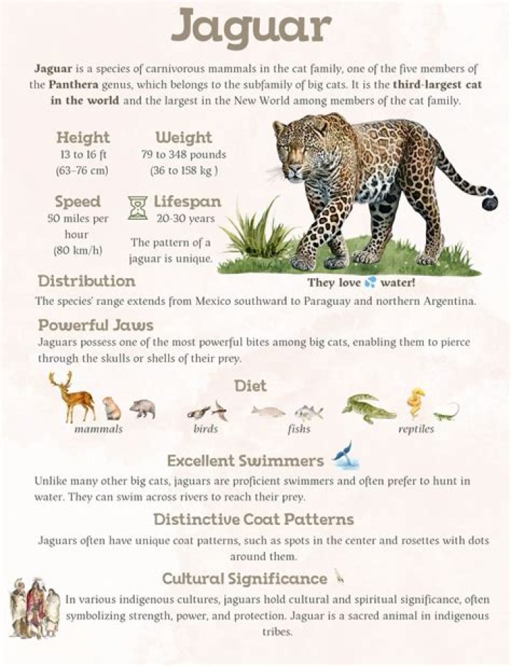 Jaguar Behavior: Understanding the Elusive Big Cat