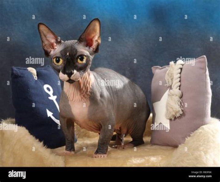 Sphinx Bambino: The Unique and Charming Cat Breed
