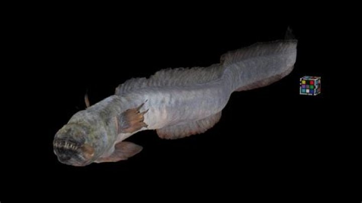 Understanding Odontamblyopus Lacepedii: The Unique Freshwater Fish