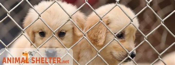 Warren County Humane Society: A Comprehensive Guide to Animal Welfare in Bowling Green, KY