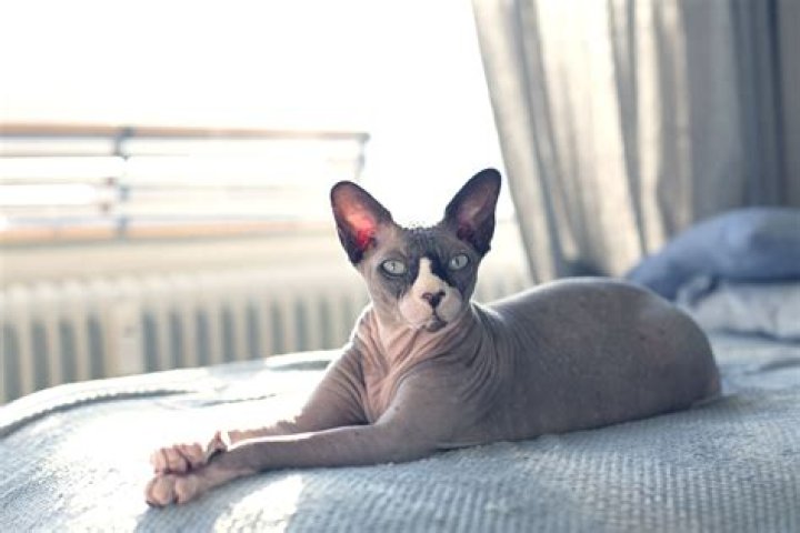 What is a Bambino Sphynx: The Unique Hairless Cat Breed